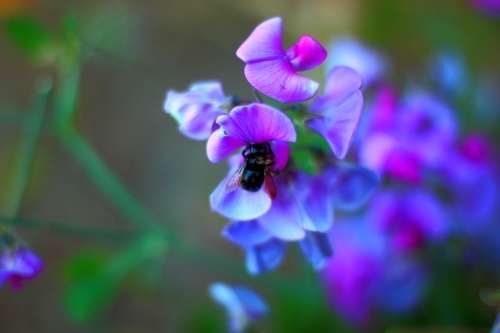 Colorful Black Bee